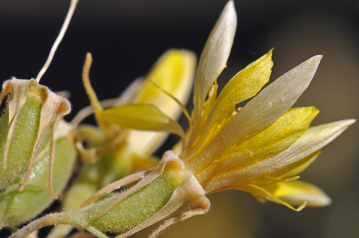 Adonis Blazingstar or Adonis Blazing Star blooms late in the day and remains closed through the next morning. Note when bracts exist they are green; linear to lanceolate as in the photograph and generally entire. Note sepals are approximately ½ the size of the petals. Mentzelia multiflora 